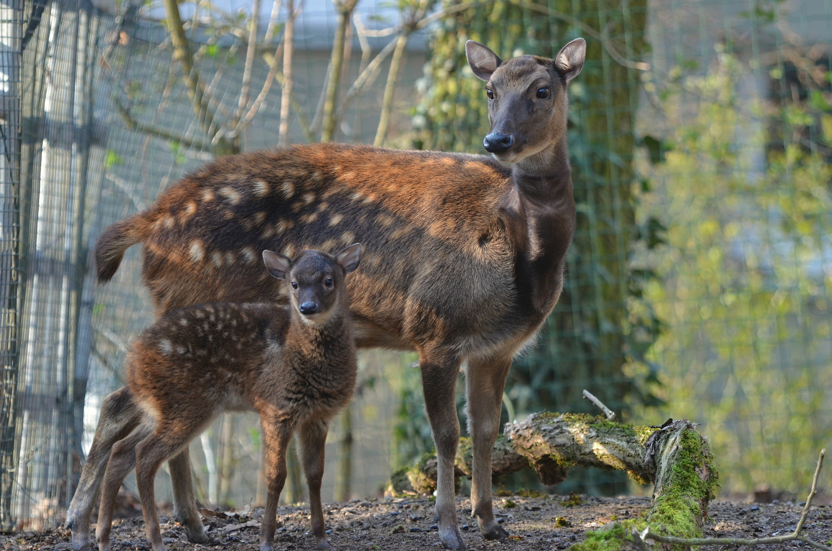 Sambar_dvojčata 2.JPG